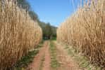 À quand du miscanthus dans les moteurs ? © Tony Atkin, Geograph, cc by sa 2.0