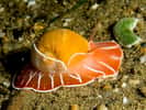 Naticarius orientalis est un mollusque marin qui vit sur les côtes du Timor oriental. C’est un mollusque nocturne qui passe ses journées sous le sable. On remarque son manteau aux couleurs vives qui recouvre sa coquille. © Nick Hobgood CC by-sa