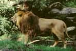 Photo d'un lion d'Asie. © Jochen Ackermann, GNU Free Documentation License, version1.2