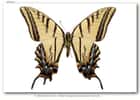 Un spécimen holotype de l’espèce Papilio multicaudata grandiosus, un individu découvert au Chiapas (Mexique), le 27 juillet 1979 et décrit par Austin & J. Emmel. © Kim Davis, Mike Stangeland, Andrew Warren/2008