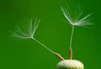 Le pissenlit (Taraxacum sp) est une espèce apomictique. Cette plante peut donc produire des clones d’elle-même. © luc.viatour CC by-sa