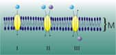 Les différents types de protéines transporteuses de la diffusion facilitée. M est la membrane cellulaire en coupe. En III, une protéine antiport. © Zoph, Wikimedia CC by-sa 3.0
