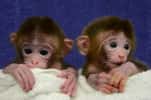 Roku et Hex : deux macaques rhésus chimériques, dont l'ADN provient de six lignées embryonnaires différentes, nés en 2011 à l'université d'Oregon. Les jumeaux sont photographiés ici peu après leur naissance. © OHSU