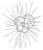 Les globigérines au squelette siliceux font partie du plancton et donc du seston. © Totodu74, Wikimedia, domaine public