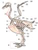 Le pygostyle est indiqué par le numéro 17 sur ce squelette de pigeon. Le nom de cet os provient du grec ancien pygon (fesse) et du latin stilus (tige, ou stylet). © Biodidac, Wikimedia Commons, cc by 2.5