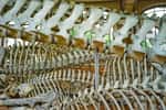 Les Vertébrés se reconnaissent... à leurs vertèbres. Cette chaîne osseuse, en position dorsale (qui fait partie de l'endosquelette) porte les côtes, le crâne et, chez les Vertébrés terrestres, les ceintures, sur lesquelles sont fixés les membres. © Alexandre Vialle / Flickr CC by-nc-sa 2.0