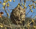 Un nid de frelon asiatique. © Wikimedia Commons