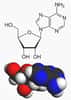 L'adénosine associe l'adénine et un ribose. © Wikimedia, domaine public