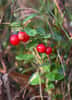 L'airelle rouge, une plante aux bienfaits multiples. © F. Le Driant/FloreAlpes.com