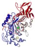 L'amylase salivaire est une enzyme salivaire. © PDB