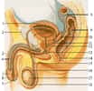 Le système reproducteur mâle est plus complexe qu'il n'y paraît. Il est composé de nombreux éléments. Dans la maladie de La Peyronie, seuls le pénis (3) et les corps caverneux (4) sont concernés. Légende : 1. Vessie 2. Pubis 3. Pénis 4. Corps caverneux 5. Gland 6. Prépuce 7. Méat urétral 8. Côlon sigmoïde 9. Rectum 10. Vésicule séminale 11. Canal éjaculateur 12. Prostate 13. Glande de Cowper 14. Anus 15. Canal déférent 16. Épididyme 17. Testicule 18. Scrotum. © Tsaitgaist, Wikipédia, cc by sa 3.0