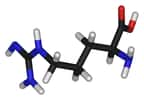 L'arginine est un acide aminé basique (carbone en noir, oxygène en rouge, azote en bleu, hydrogène en blanc). © Photohound, domaine public