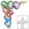 Les ARNt prennent la forme d'une feuille de trèfle (en 2D) et d'un L (en 3D). © Yikrazuul, CC by-sa 3.0