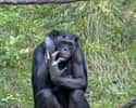 Les bonobos sont des animaux philopatriques mâles. Wikimedia Commons
