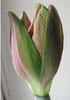 Bourgeon floral d'amaryllis. © Kpjas Creative Commons Attribution ShareAlike 3.0