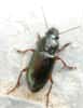 L'une des couches du tégument des insectes est appelée épicuticule. &copy; Olivier, insect.org, cc by nc 2.0 