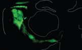 Les zones vertes de l'image correspondent à l'expression de la channelrhodopsine dans le cerveau d'une souris génétiquement modifiée. © Nature