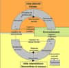 Le vecteur de la toxoplasmose a un cycle de vie durant lequel il passe par plusieurs phases et change d'hôte, avant d'infecter obligatoirement un félidé. © Powch, Wikipédia, cc by sa 3.0