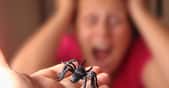 L’arachnophobie ou la peur des araignées est l’une des biophobies, des peurs du vivant, les plus répandues. © kmfdm1, Adobe Stock