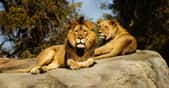 On parle de dimorphisme pour évoquer les différences entre des individus mâles et femelles d’une même espèce. Ici, le lion et la lionne. © Jeremy Avery, Unsplash