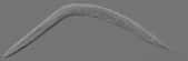 Le ver C. elegans est transparent, ce qui permet de visualiser facilement chacune de ses cellules. © Kbradnam, Wikimedia, CC by-sa 2.5 