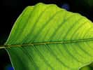 La photosynthèse est un mécanisme spécifique des plantes vertes. © Jon Sullivan, Wikimedia, domaine public