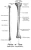 La fibula et le tibia sont des os parallèles de la jambe. © Bérichard, Wikimedia, CC by-sa 3.0