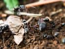 La trophallaxie s'observe chez les fourmis. © luc en diois, CC by nc sa 2.0