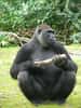 Les gorilles, au même titre que les humains, appartiennent à la famille des Hominoïdes. © Raul654 / Licence Creative Commons