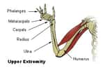 L'humérus est un os long du bras. © DR