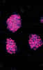 La reprogrammation cellulaire est utilisée pour la production de cellules souches. © Nature Methods