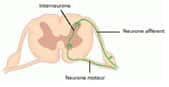 Les interneurones font le lien entre les neurones afférents et les neurones moteurs. Crédits DR.