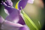 L'essence d'iris est couramment utilisée en parfumerie. © Phovoir