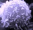 Les granzymes sont sécrétées par les lymphocytes. © DR