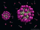 Les molécules amphiphiles (contenues dans les tensioactifs) ont un pôle hydrophile (en mauve) et une queue hydrophobe. Dans l’eau, elles peuvent s’agencer pour former des micelles en forme de bulle. Les parties présentant une affinité avec l’eau sont alors à la surface des sphères, protégeant les queues de tout contact avec le milieu. © Emile Perez (Laboratoire IMRCP, Toulouse), CNRS