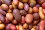 Les variétés de pommes de terre sont nombreuses. © DR