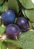 Les quetsches sont une des variétés de prunes, à consommer à la fin de l'été. © DR