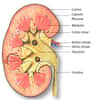 Le rein appartient au système urinaire et produit l'urine issue de la filtration du plasma. © www.bioweb.lu