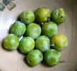 La reine-claude est une prune de couleur verte, créée en France. © DR