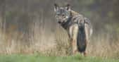Les loups, en tant que prédateurs, font partie des espèces réintroduites à des fins de rewilding. © Piotr Krzeslak, Adobe Stock