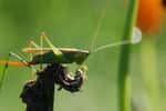 L'ovipositeur est visible à l'arrière du corps de cette sauterelle. Cet insecte orthoptère se reconnaît grâce à ses pattes arrière adaptées au saut et à ses longues antennes. © 64k.be, Flickr, CC by-nc-sa 2.0
