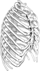 Le sternum est situé dans le thorax et sert de point d'attache aux côtes et aux muscles intercostaux. © DR