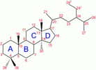 Une molécule stéroïde se compose toujours de trois cycles hexagonaux (A, B et C) et d'un cycle hexagonal (D). © Shaddack, Wikipédia, DP