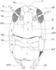 Schéma d’une tête de Locusta migratoria, le criquet migrateur, vue de face. Le labre correspond à la lettre l. Les autres lettres correspondent à : antenne (a), clypeus (c), dépression antennaire (d), front (f), fastigium du vertex (fv), joue (j), mandibule (m), ocelle médian (om), ocelle latéral (ol), palpe labial (pl), palpe maxillaire (pm), région subgénale (rs), suture coronale (sc), suture clypéolabrale (scl), suture épistomiale (se), suture oculaire (so), suture pleurostomiale (sp), suture sous-oculaire (sso), vertex (v). © Cirad