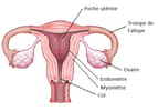 L'utérus est un organe du système reproducteur féminin, prévu pour recevoir l'embryon et permettre son développement. © DR