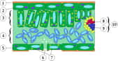 Schéma d'une coupe transversale de feuille montrant ses différents constituants : (1) cuticule, (2) et (5) épiderme, (3) parenchyme palissadique, (4) parenchyme spongieux, (6) stomate, (7) cellules stomatiques, (8) xylème, (9) phloème, (10) tissu conducteur. © Nova, Wikipédia GNU