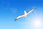 En plein vol, le grand albatros (Diomedea exulans) étend ses ailes qui peuvent atteindre une envergure de 3,70 m. © vencav, Fotolia