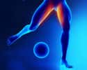 Le grand adducteur est un muscle qui permet de rapprocher une jambe de l’autre. Les blessures aux adducteurs sont fréquentes chez les sportifs comme les footballeurs. © CLIPAREA l Custom media, Shutterstock