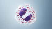 Les granulocytes sont des cellules sanguines qui font partie du système immunitaire de l'organisme. © Sebastian Kaulitzki, Adobe Stock