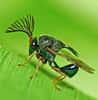 L'espèce de guêpe parasite des fourmis Pseudochalcura nigrocyanea est aussi sublime que redoutable. © Domaine public